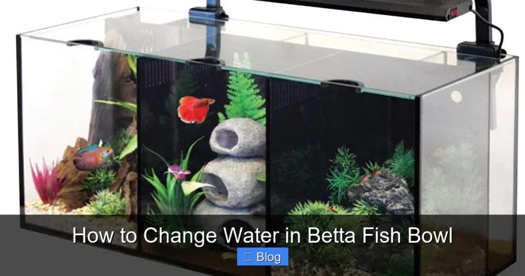 How to Change Water in Betta Fish Bowl
