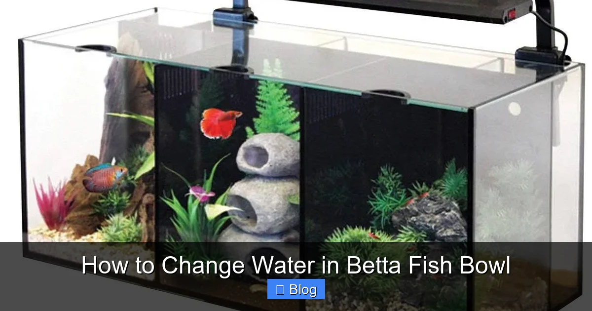 How to Change Water in Betta Fish Bowl