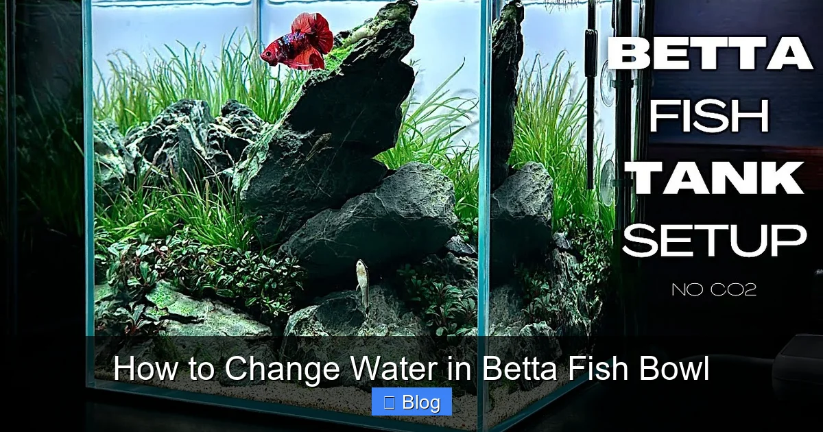 How to Change Water in Betta Fish Bowl