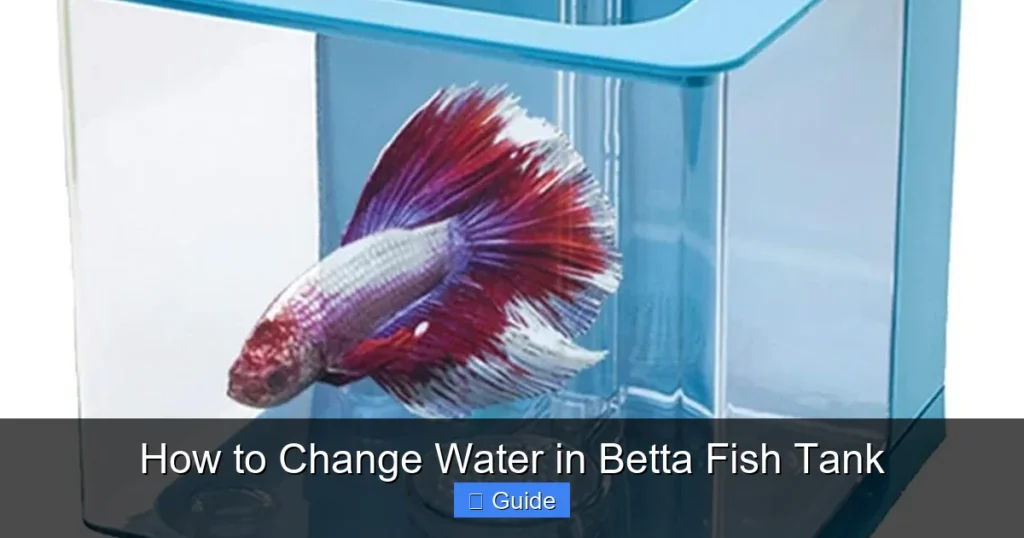 How to Change Water in Betta Fish Tank