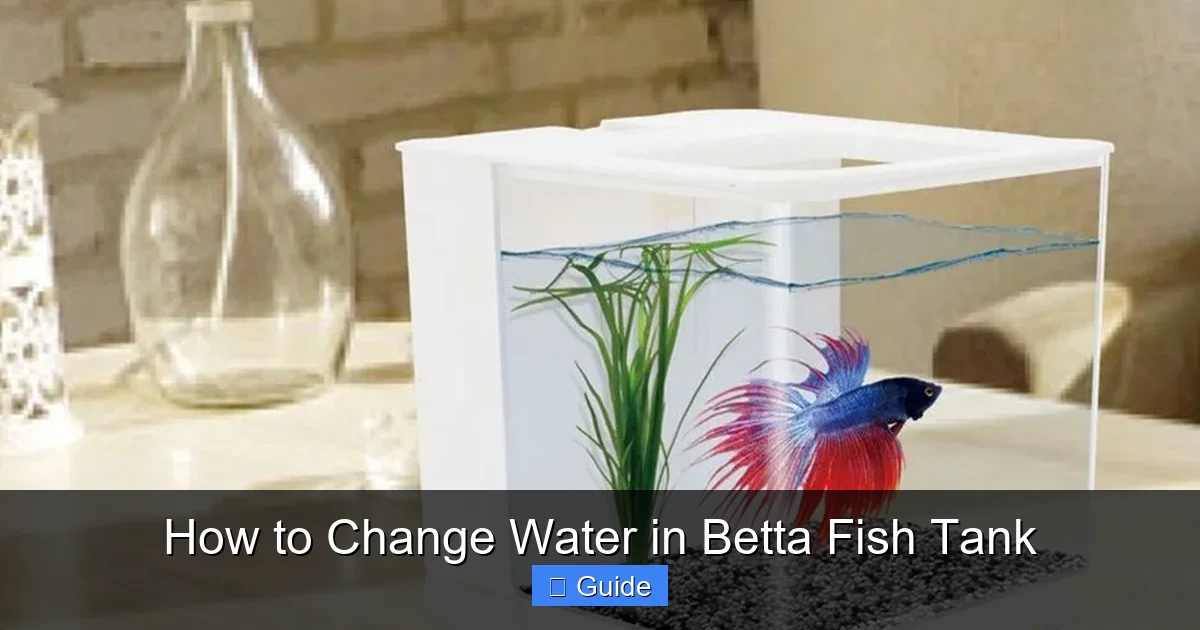 How to Change Water in Betta Fish Tank
