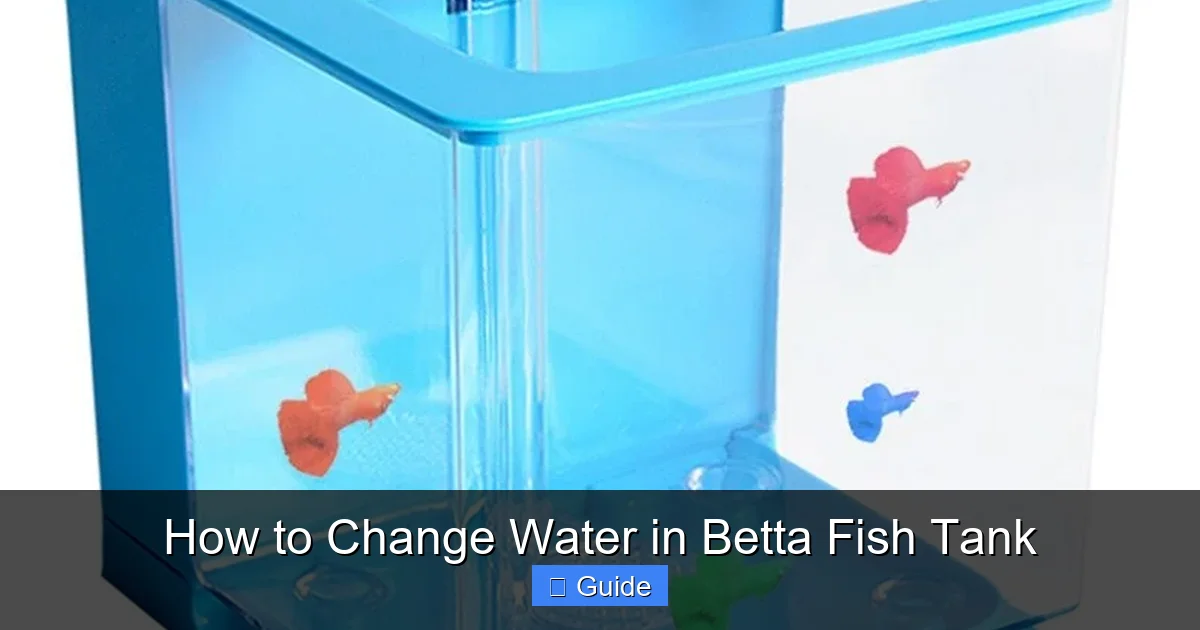 How to Change Water in Betta Fish Tank