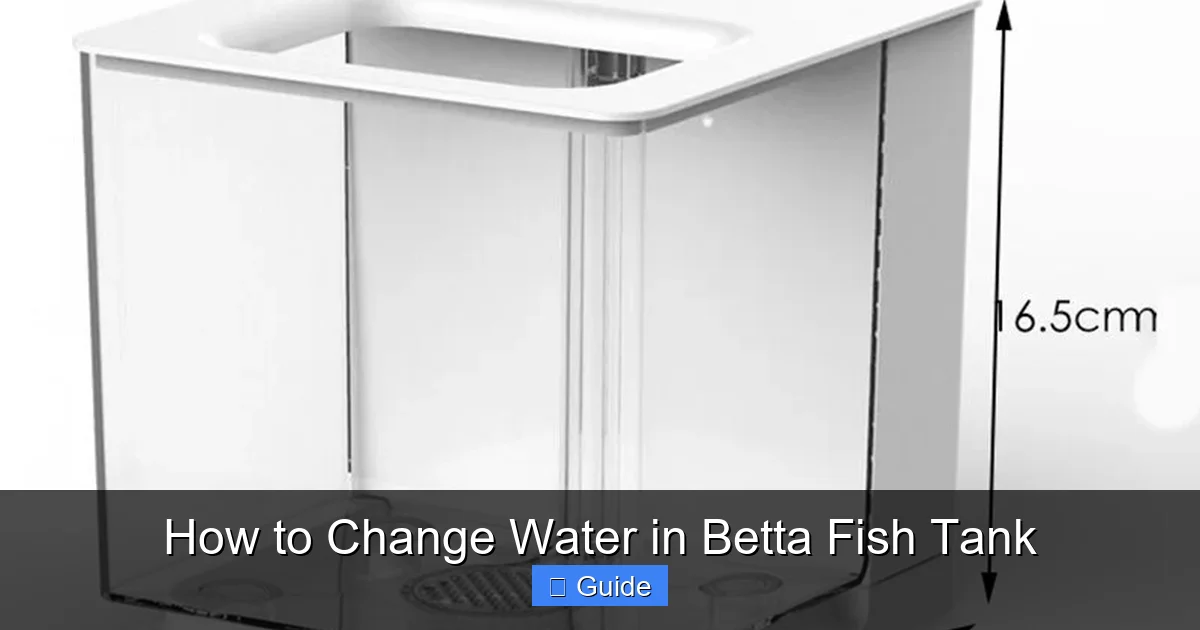 How to Change Water in Betta Fish Tank