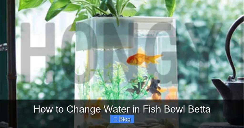 How to Change Water in Fish Bowl Betta
