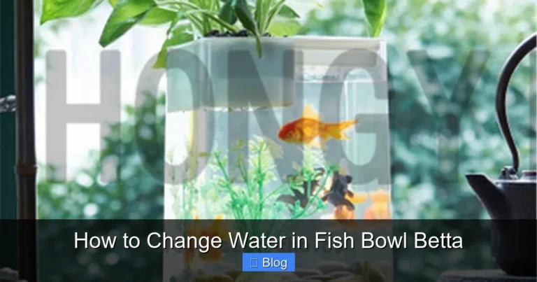 How to Change Water in Fish Bowl Betta