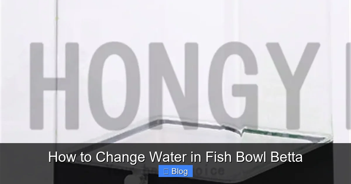 How to Change Water in Fish Bowl Betta