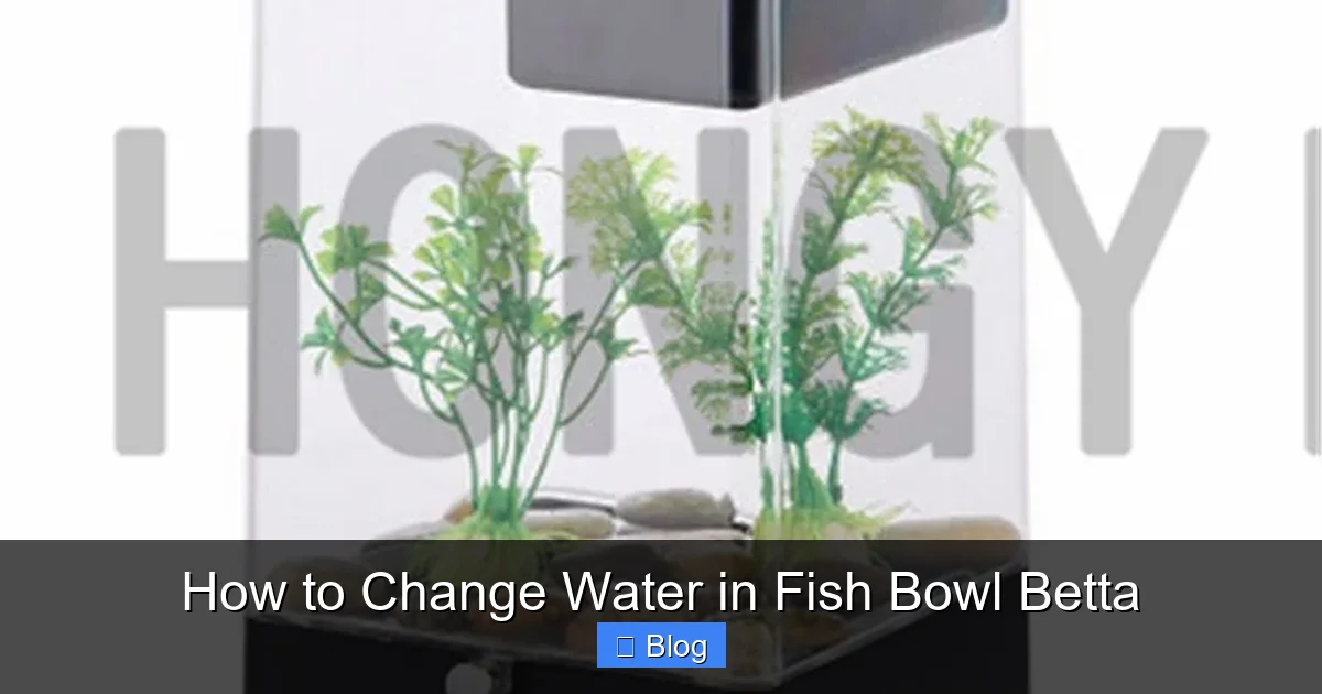 How to Change Water in Fish Bowl Betta