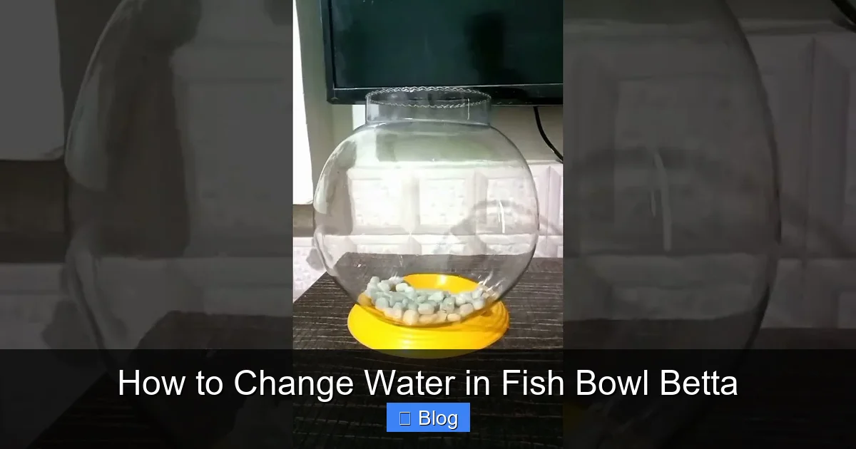 How to Change Water in Fish Bowl Betta