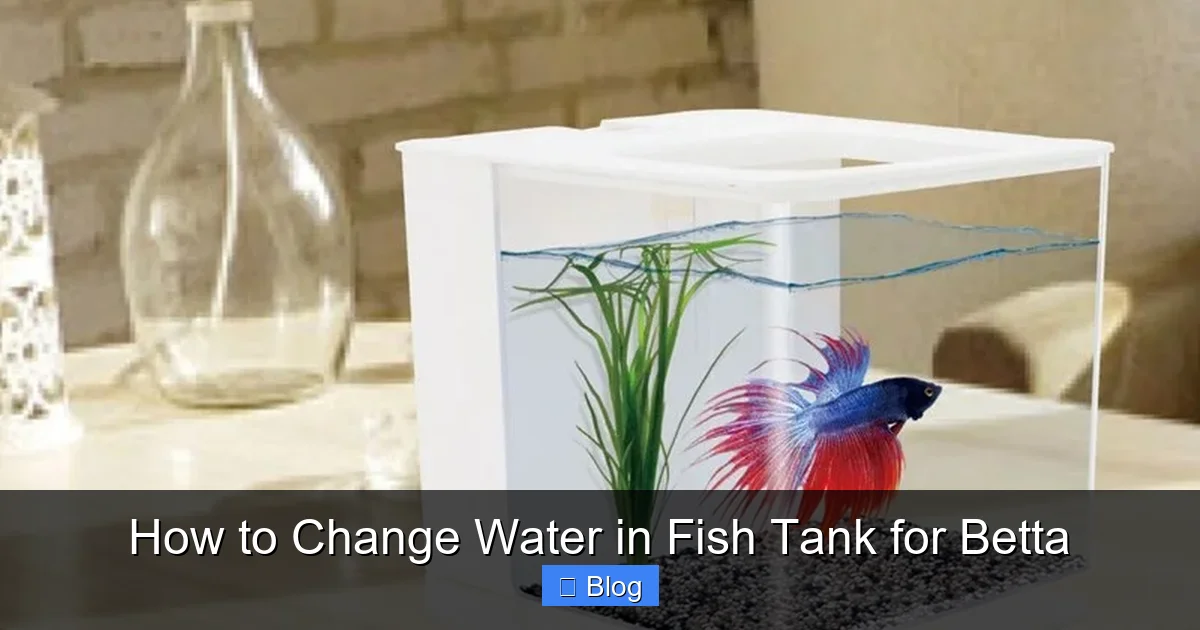 How to Change Water in Fish Tank for Betta