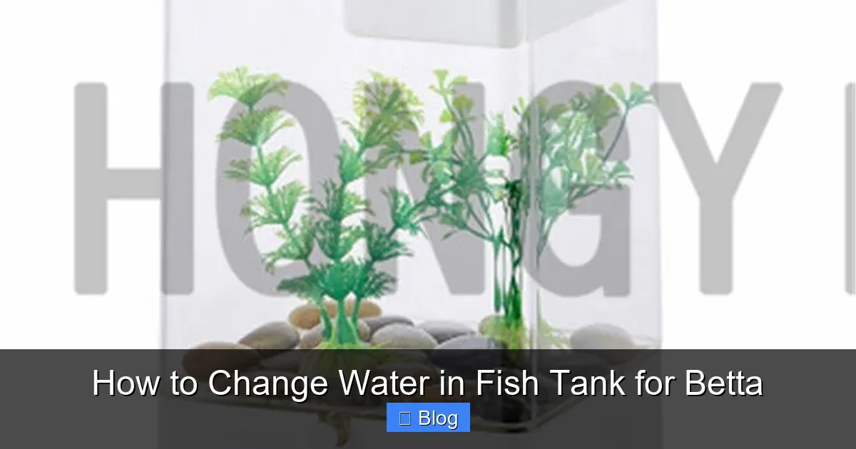 How to Change Water in Fish Tank for Betta