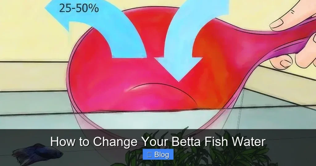 How to Change Your Betta Fish Water