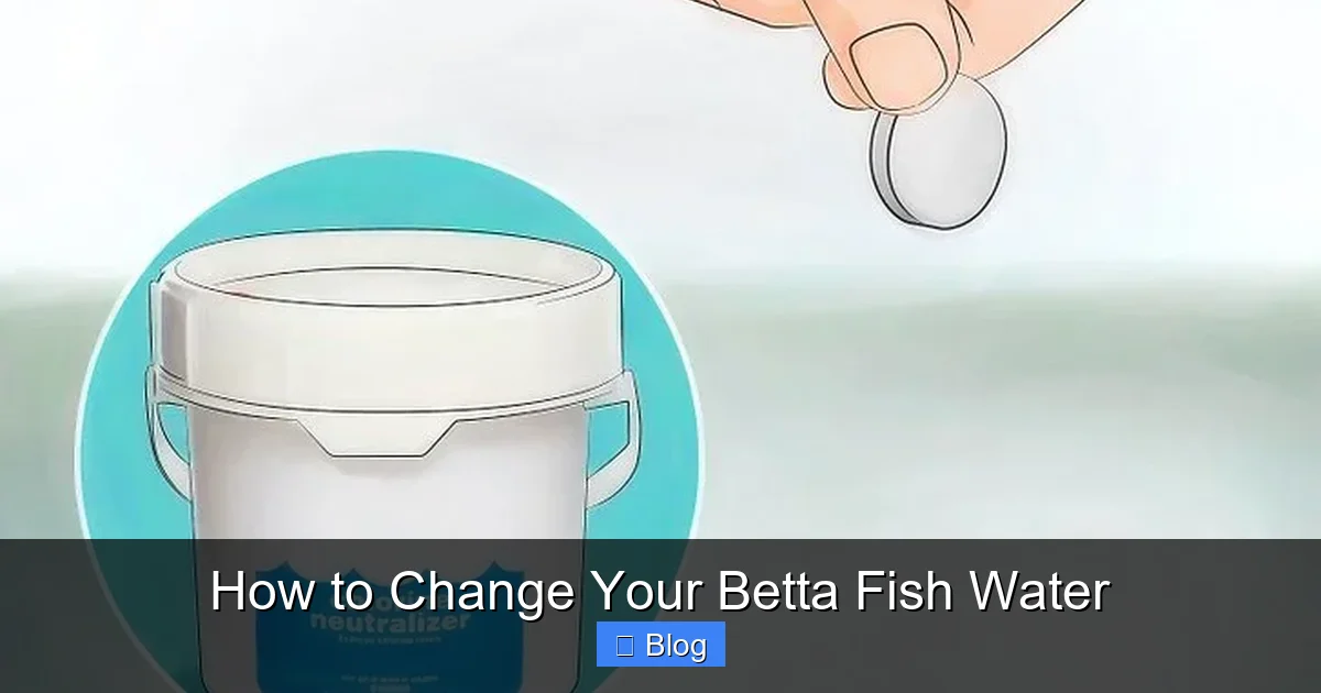 How to Change Your Betta Fish Water