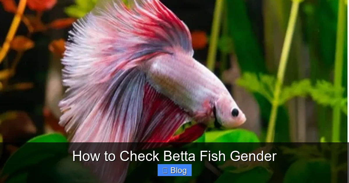How to Check Betta Fish Gender