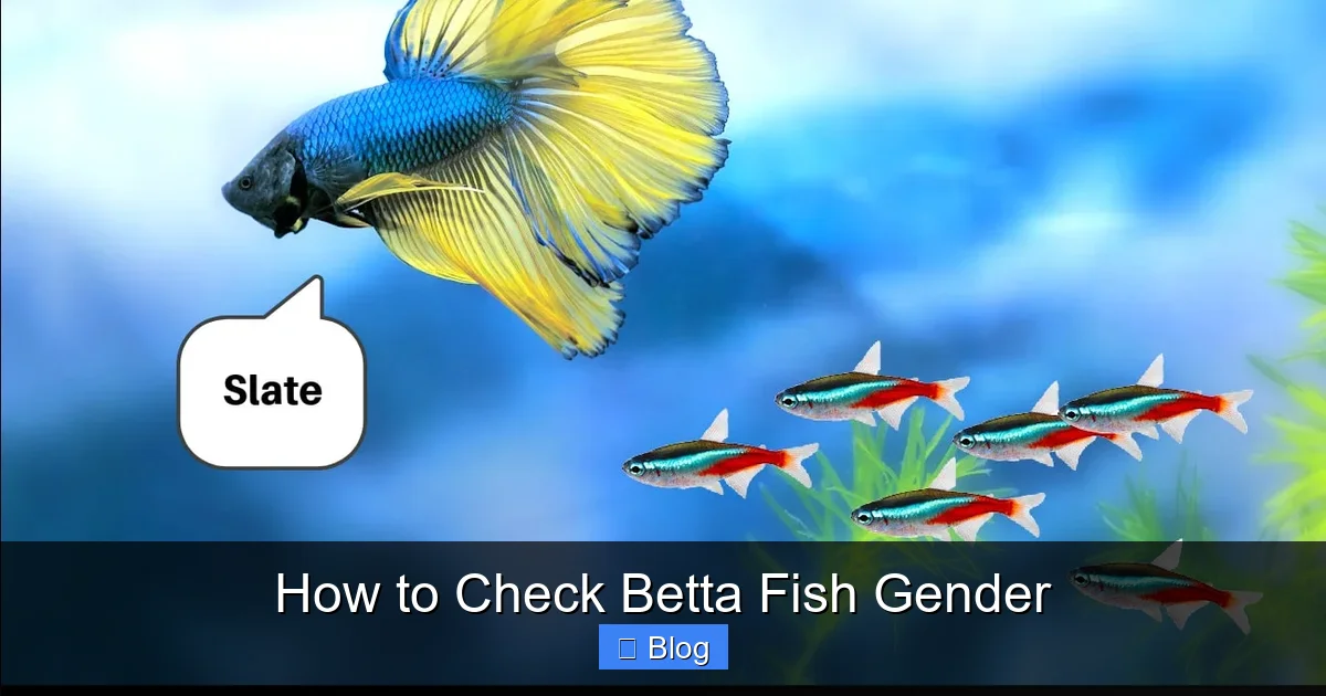 How to Check Betta Fish Gender