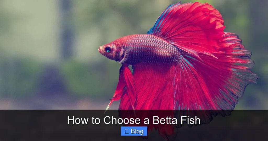 How to Choose a Betta Fish