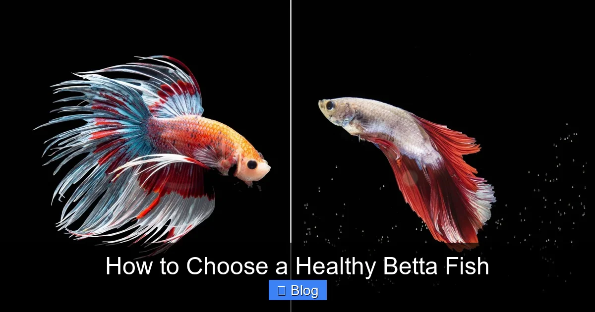 How to Choose a Healthy Betta Fish