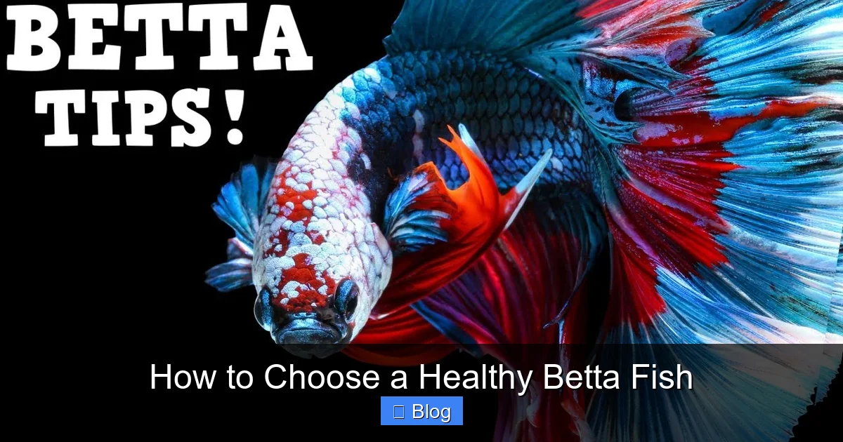 How to Choose a Healthy Betta Fish
