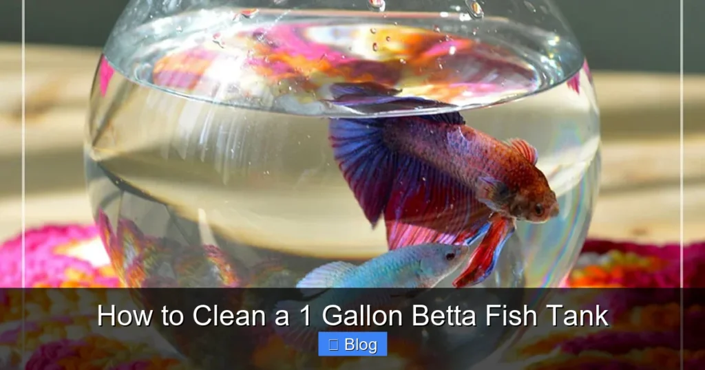 How to Clean a 1 Gallon Betta Fish Tank