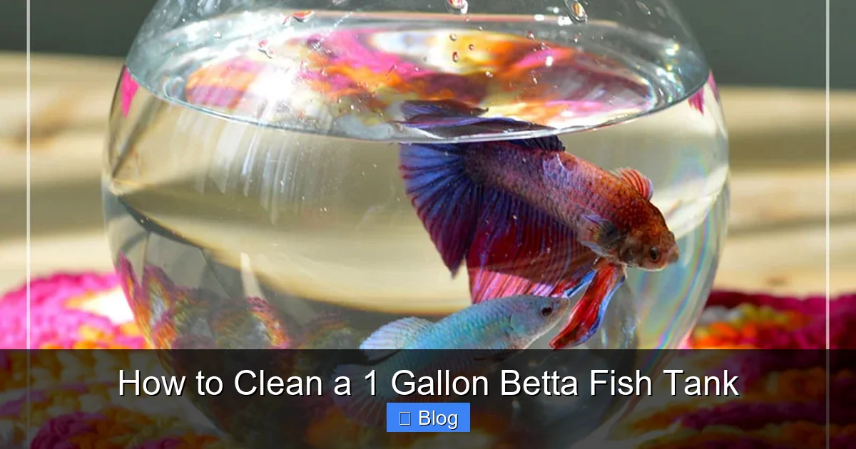 How to Clean a 1 Gallon Betta Fish Tank