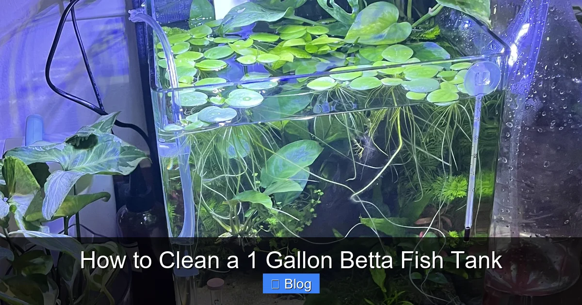 How to Clean a 1 Gallon Betta Fish Tank
