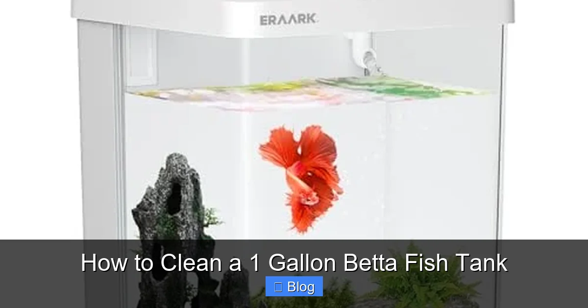How to Clean a 1 Gallon Betta Fish Tank