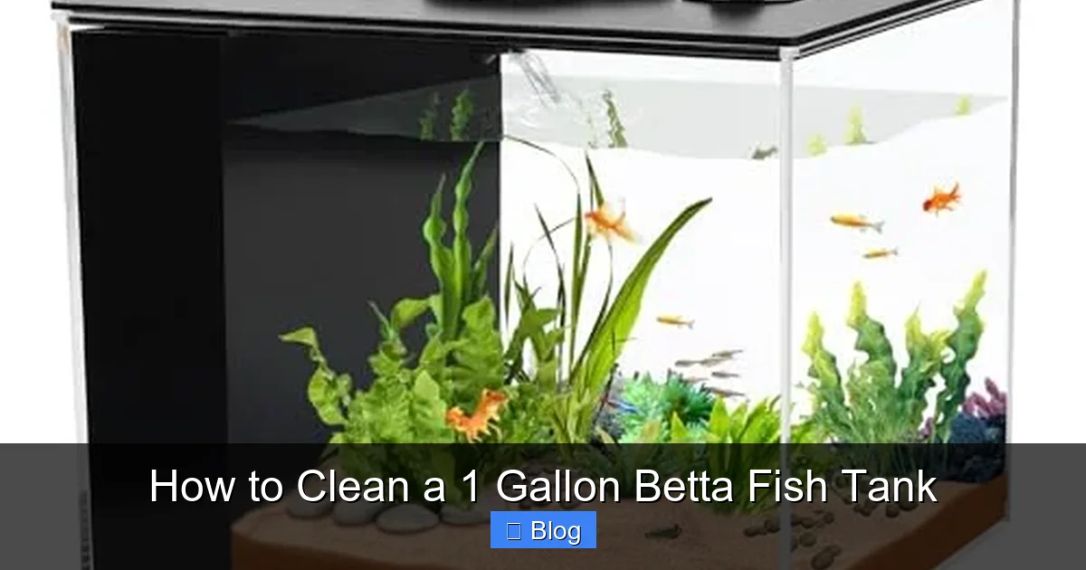 How to Clean a 1 Gallon Betta Fish Tank