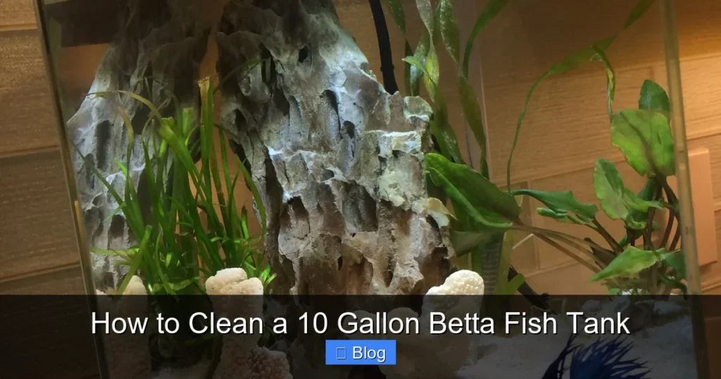 How to Clean a 10 Gallon Betta Fish Tank