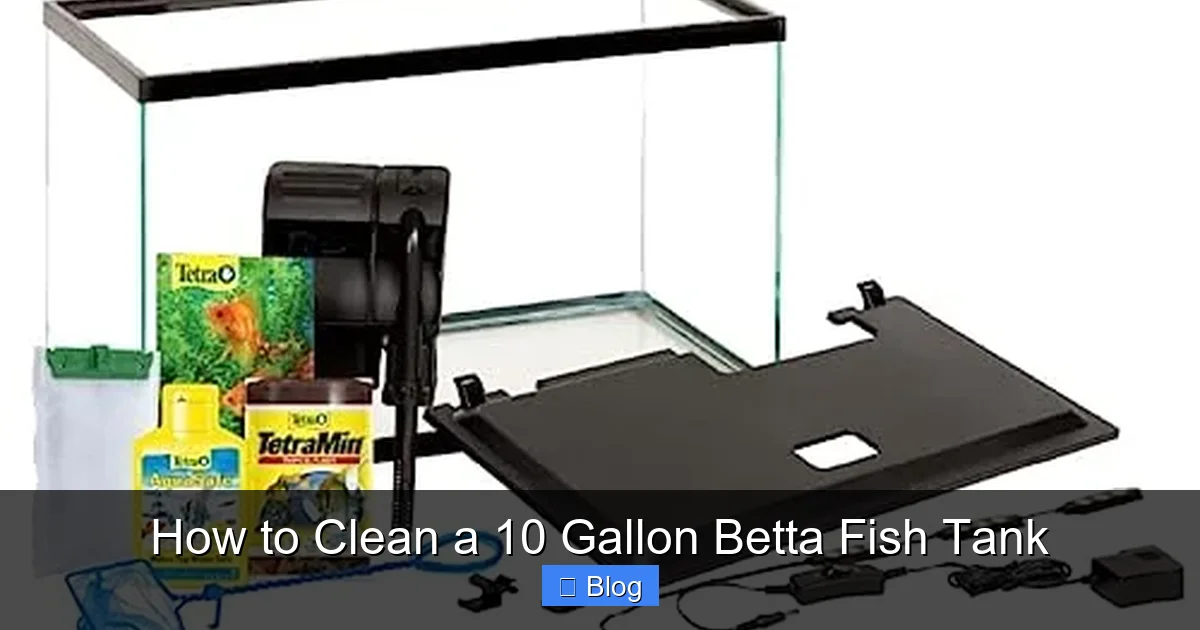 How to Clean a 10 Gallon Betta Fish Tank