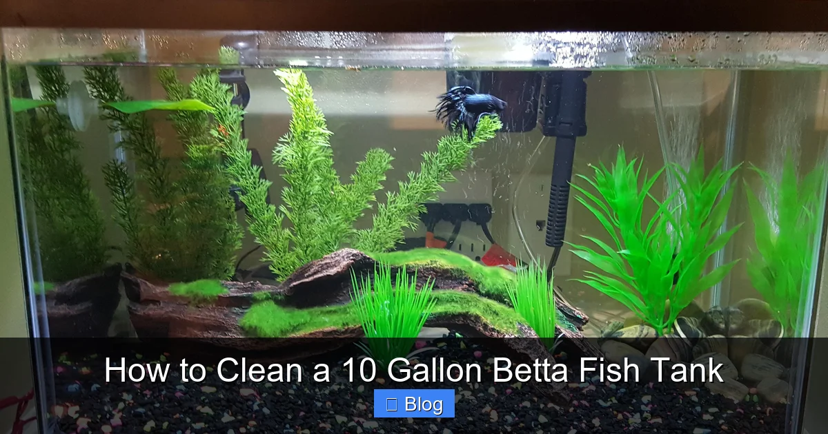 How to Clean a 10 Gallon Betta Fish Tank