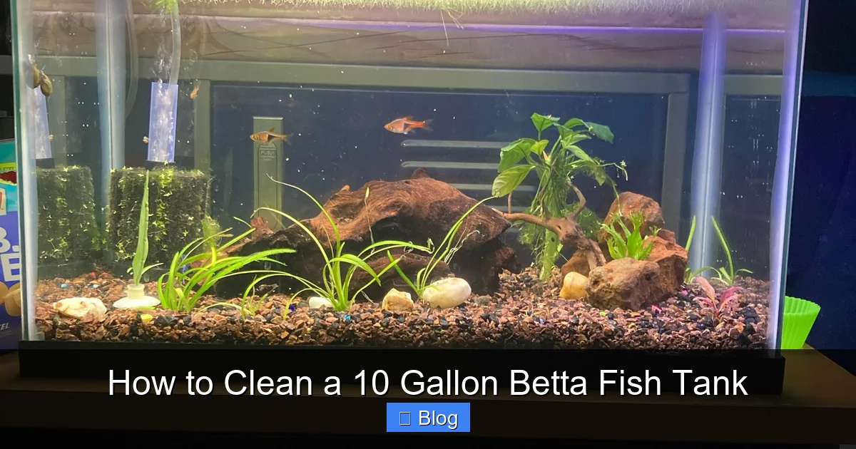 How to Clean a 10 Gallon Betta Fish Tank