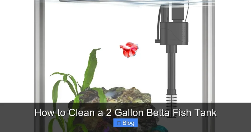 How to Clean a 2 Gallon Betta Fish Tank