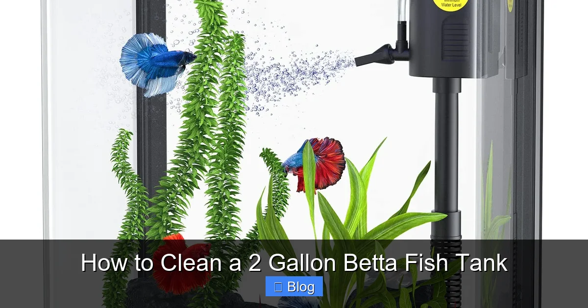 How to Clean a 2 Gallon Betta Fish Tank