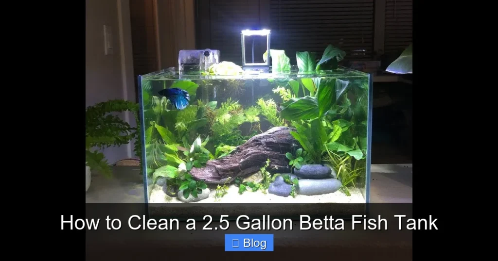 How to Clean a 2.5 Gallon Betta Fish Tank