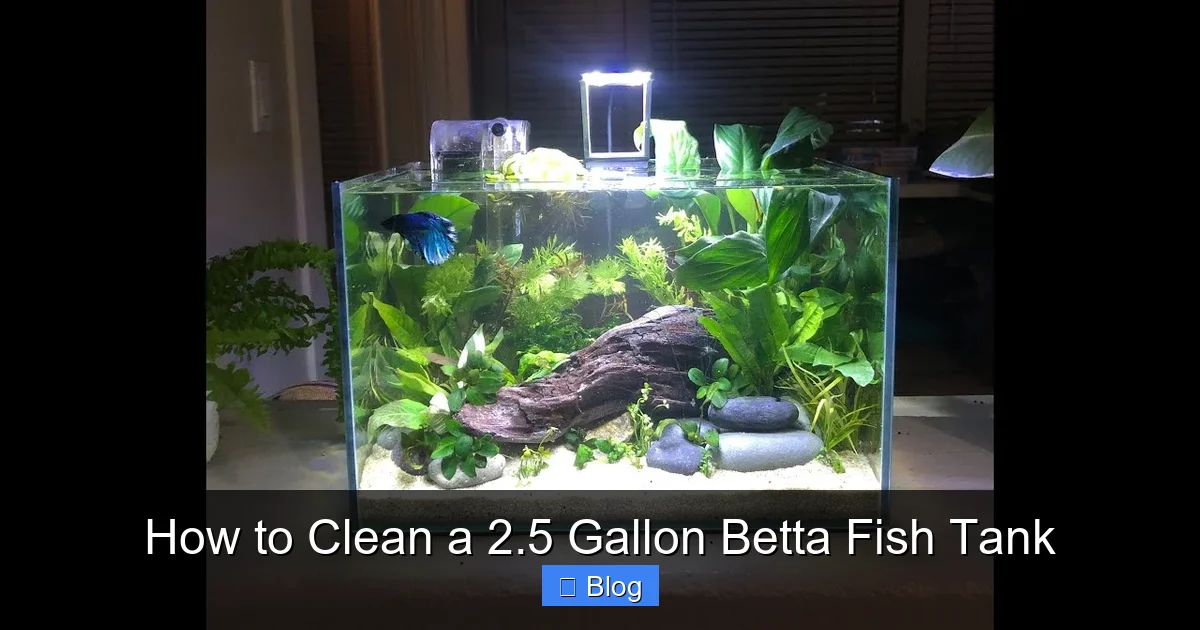 How to Clean a 2.5 Gallon Betta Fish Tank