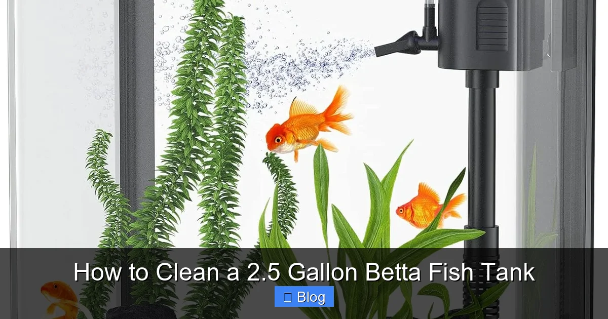 How to Clean a 2.5 Gallon Betta Fish Tank