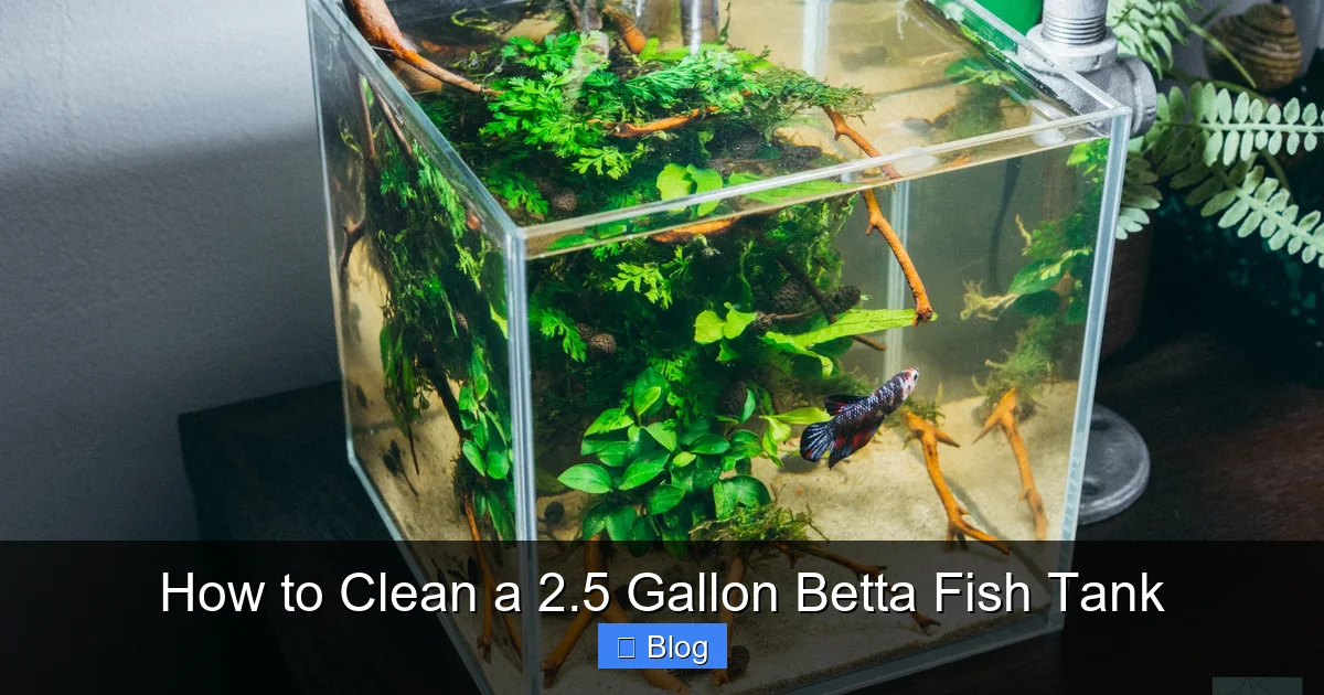 How to Clean a 2.5 Gallon Betta Fish Tank