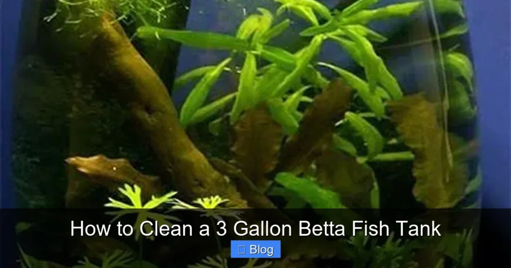 How to Clean a 3 Gallon Betta Fish Tank