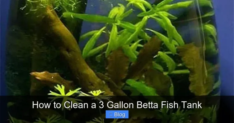 How to Clean a 3 Gallon Betta Fish Tank