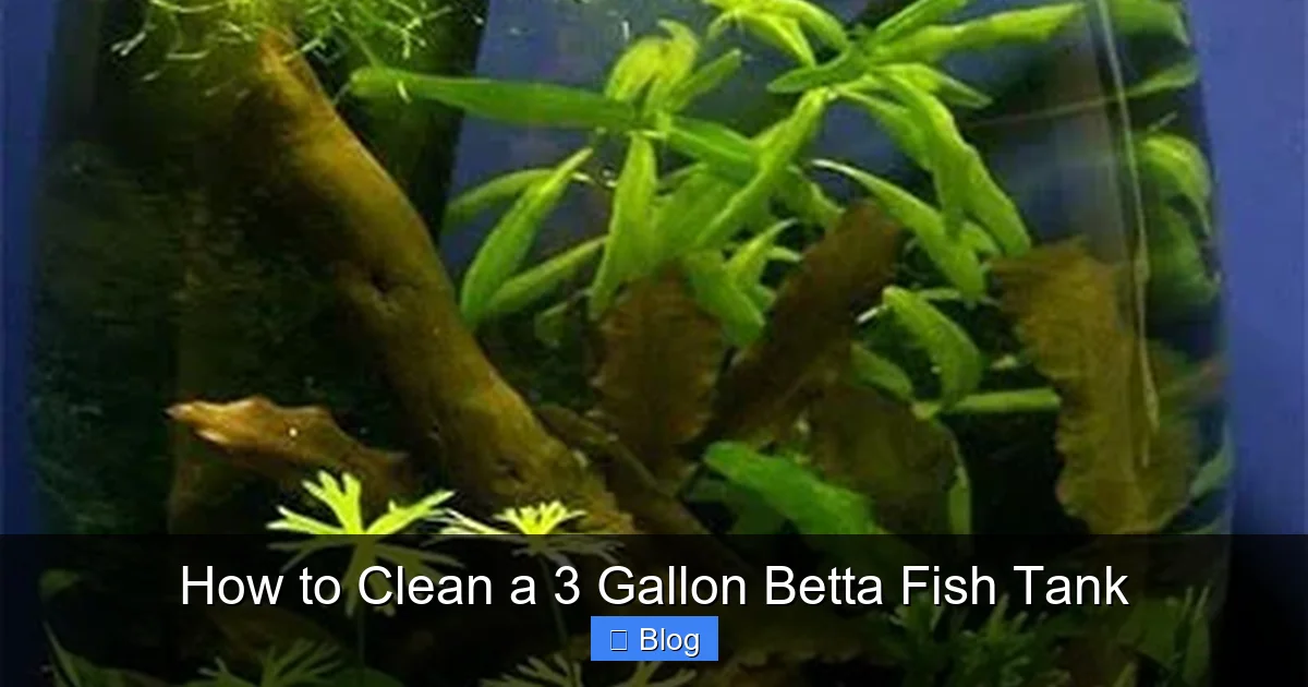How to Clean a 3 Gallon Betta Fish Tank