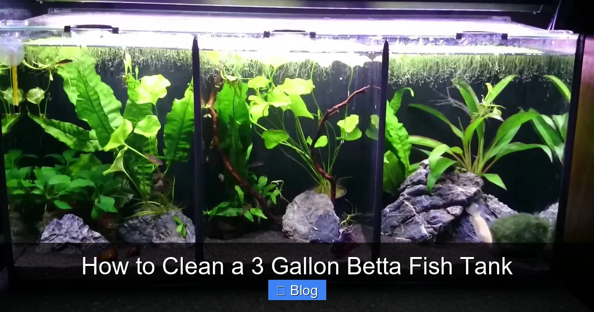 How to Clean a 3 Gallon Betta Fish Tank