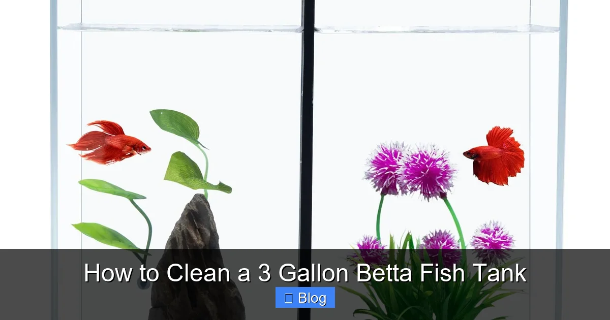 How to Clean a 3 Gallon Betta Fish Tank