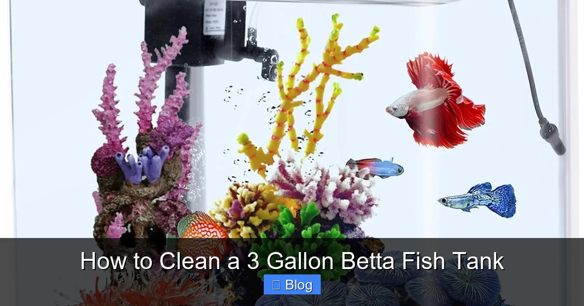How to Clean a 3 Gallon Betta Fish Tank