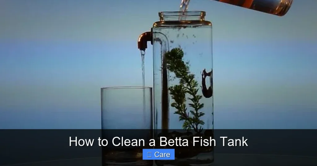 How to Clean a Betta Fish Tank
