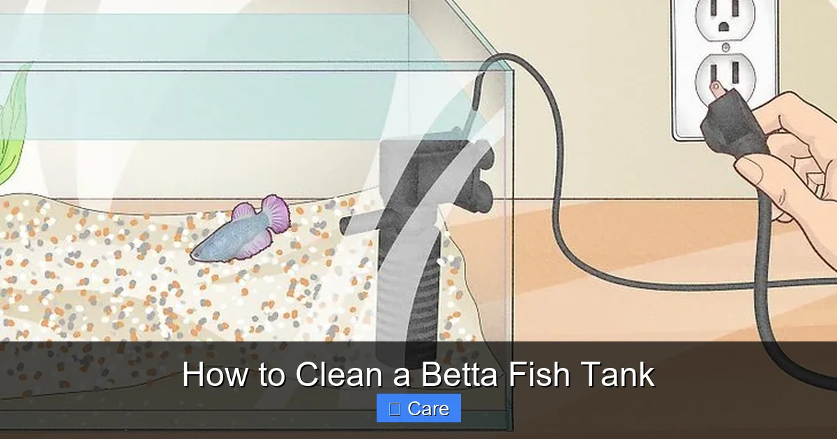 How to Clean a Betta Fish Tank