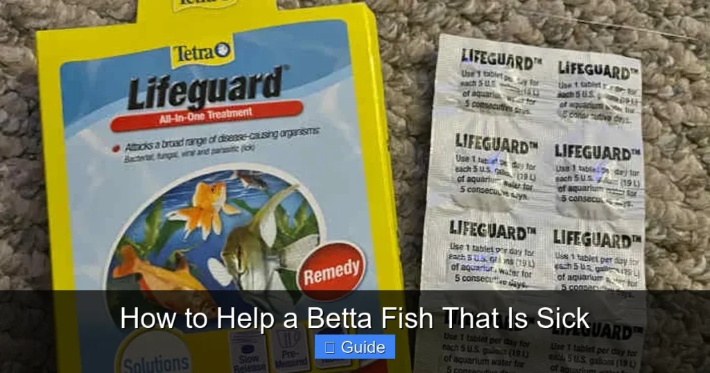How to Help a Betta Fish That Is Sick