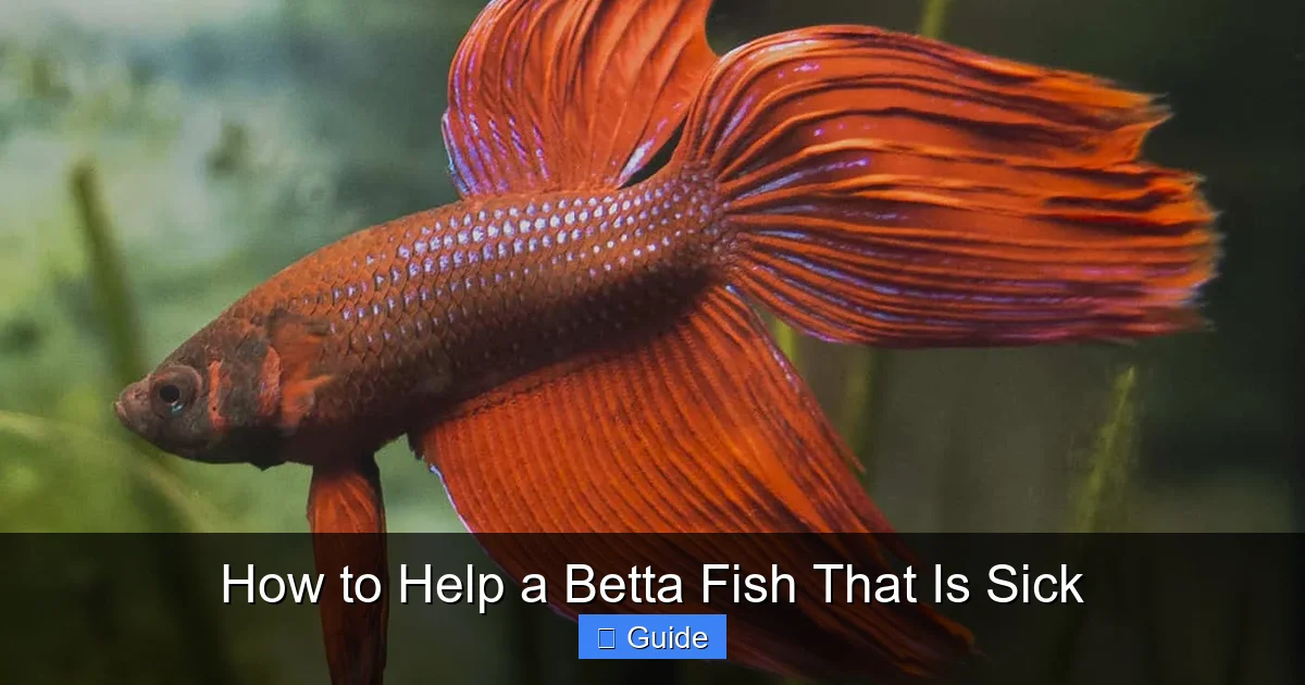 How to Help a Betta Fish That Is Sick