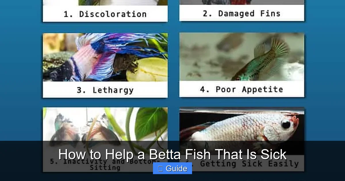 How to Help a Betta Fish That Is Sick