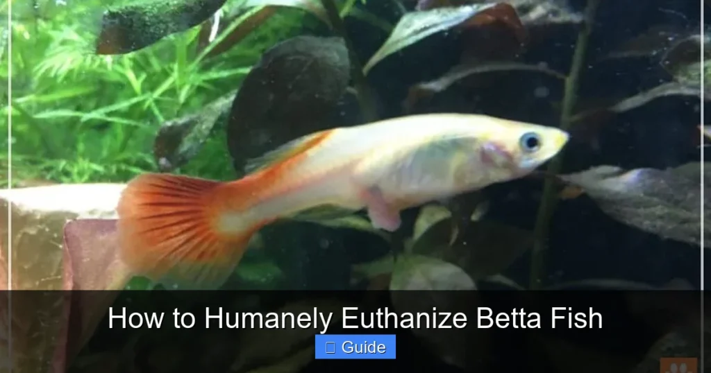 How to Humanely Euthanize Betta Fish