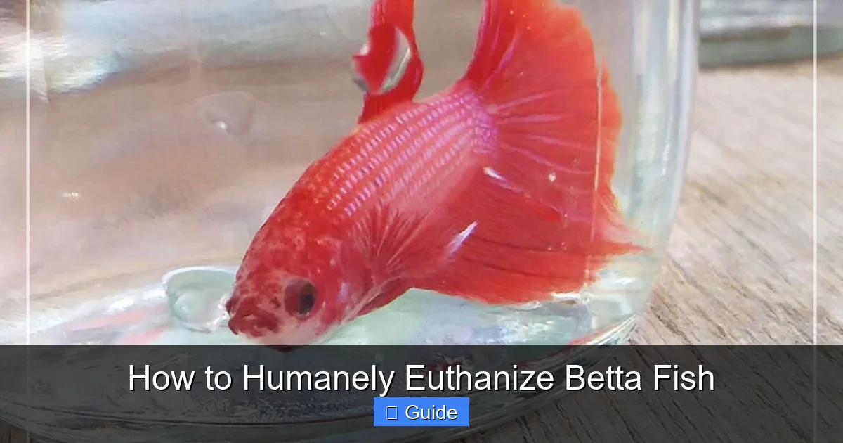 How to Humanely Euthanize Betta Fish