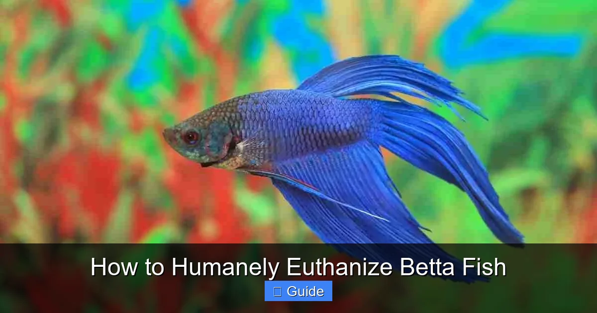 How to Humanely Euthanize Betta Fish